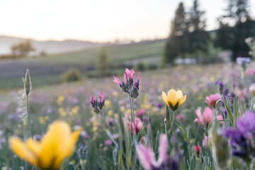 spring flowers in the field