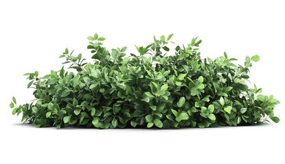 Obraz premium Lush Green Hedge Isolated on White Background for Nature Designs