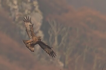 Obraz premium A majestic bird of prey soaring through the air against a blurred, natural background, showcasing its wings and intricate feather patterns.