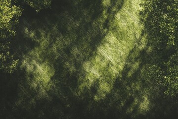 Sunlight filtering through a dense forest canopy.  Sunlight streaks across the forest floor, highlighting the textures of the foliage