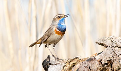 lilac breasted roller on a branch