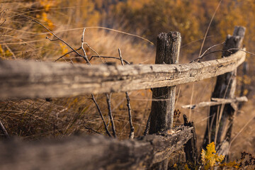 Mountain forest in autumn sunset, trees in warm colors