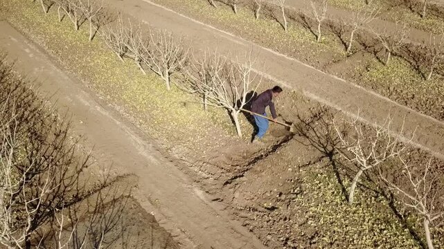 Aerial view of a farmer working between rows of leafless trees in a winter orchard during agricultural maintenance, with dry soil and scattered yellow leaves on the ground, rural landscape