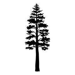 Black silhouette of a tall evergreen tree with short branches vector image