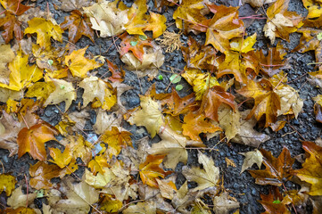 Autumn leaves background