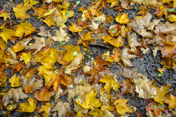 Wet autumn leaves on the ground