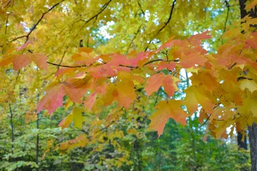 Fototapete Autumn tree in the park © labalajadia
