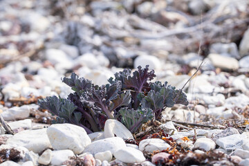 Young leaves of sea kale. Crambe maritima, Sea Kale in spring. Leaves of sea kale at this stage make a good vegetable dish when cooked. Even more so if blanched (like rhubarb or chicory) first.