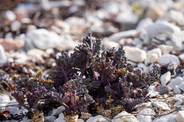 Young leaves of sea kale. Crambe maritima, Sea Kale in spring. Leaves of sea kale at this stage make a good vegetable dish when cooked. Even more so if blanched (like rhubarb or chicory) first.