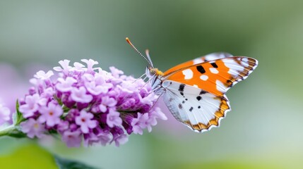 Obraz premium Butterfly on a cluster of lilac flowers