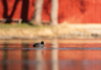 Common coot (Fulica atra) swimming on a spring day in Stockholm with a red building behind, reflected in the water