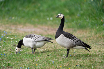 Pair of barnacle geese (Branta leucopsis) foraging in a meadow full of flowers on a spring day in Sweden