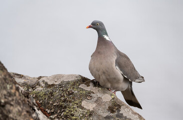 Common wood pigeon (Columba palumbus) perched on a rock on the swedish coastline