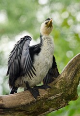 cormorant in the zoo