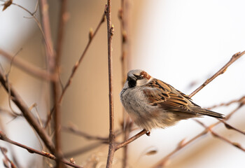 A round house sparrow (Passer domesticus) resting in a tangle of branches on a spring morning
