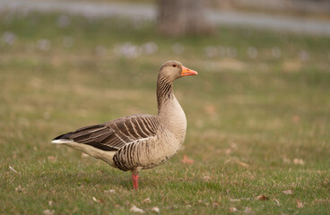 Side portrait of a Greylag Goose (Anser anser), standing in a grassy field near Stockholm, Sweden