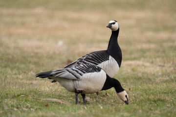 A barnacle goose (Branta leucopsis) on alert for danger while it's mate grazes in a city park in Stockholm, Sweden.