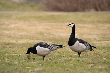 Obraz premium Barnacle goose (Branta leucopsis) couple foraging in a grass meadow in Sweden. One goose is keeping watch over it's mate. 