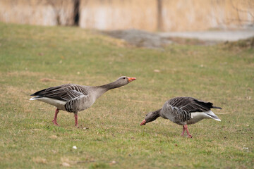 Pair pf graylag geese (Anser anser) seen in Sweden, one goose in an aggressive pose defending it's mate after chasing away a second pair.