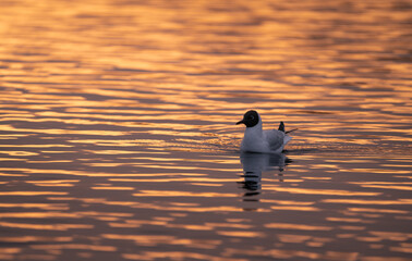 Black-headed gull (Chroicocephalus ridibundus) floating in golden sunset light reflected in the sea near Stockholm