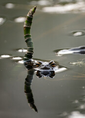Common toad (Bufo bufo) swimming in a pond in Sweden, eyes reflected in the still water