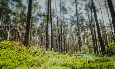 Green moss in the forest with sunlight, perfect for a peaceful forest walk and relaxation in nature