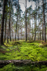 Green moss in the forest with sunlight, perfect for a peaceful forest walk and relaxation in nature