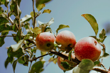 Apples on tree branch showcasing healthy fruit and tree care in orchard environment