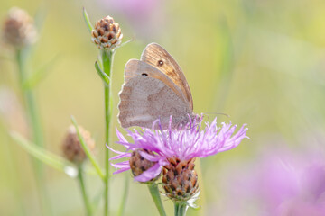 Portrait Of A Dusky Meadow Brown Butterfly (Hyponephele Lycaon)