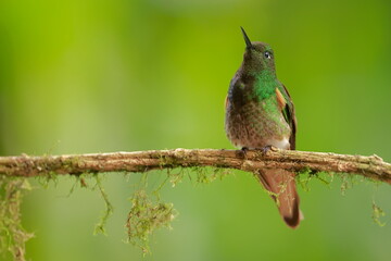 Buff-tailed coronet (Boissonneaua flavescens) Ecuador