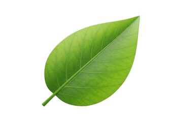 Obraz premium green leaf stock photo isolated on white background