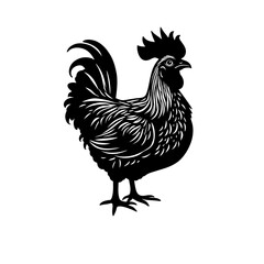 rooster isolated on white background