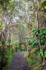 Obraz premium footpath in the tropical forest