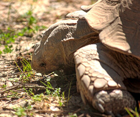 tartaruga gigante
