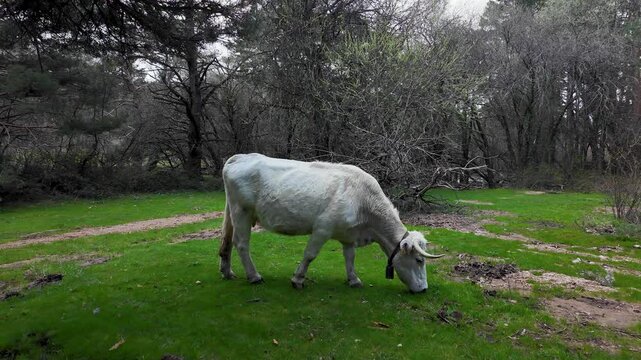 Una vaca blanca pastando en el campo.