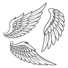 Three Detailed Line Art Drawings of Bird Wings