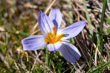Crocus biflorus, the silvery crocus or scotch crocus, is a species of flowering plant in the family Iridaceae. It is native to south-eastern Europe and south-western Asia, including Italy, the Balkans