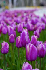 purple tulip