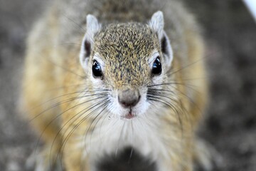 An inquisitive squirrel captured up close