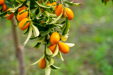Nagami kumquat. Citrus margarita, the oval kumquat or Nagami kumquat, is a species of kumquat; a...