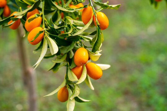 Nagami kumquat. Citrus margarita, the oval kumquat or Nagami kumquat, is a species of kumquat; a type of citrus fruit in the genus Citrus, family Rutaceae. Its epithet, margarita, is Latin for pearly.