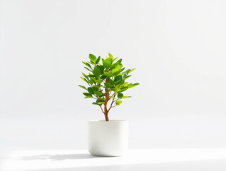 a minimalist style photograph featuring a single potted plant against a plain white background