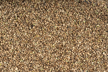 Hemp seeds, cannabis grains, marijuana kernels, oil hempseeds pile