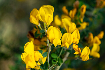 Obraz premium Cyclopia, the honeybush, or heuningbos in Afrikaans, is a genus of some 20 species of flowering plants in the legume family Fabaceae, subfamily Faboideae. Species of the genus are native to the southe