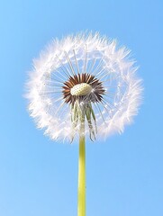 Dandelion Seeds Blue Sky