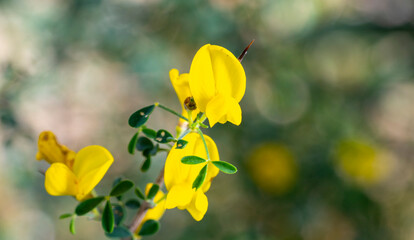 Cyclopia, the honeybush, or heuningbos in Afrikaans, is a genus of some 20 species of flowering plants in the legume family Fabaceae, subfamily Faboideae. Species of the genus are native to the southe