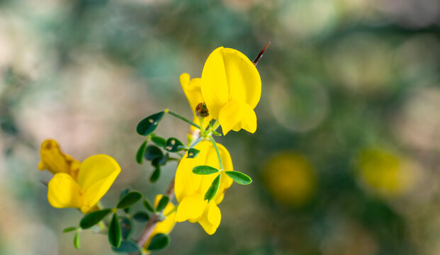 Cyclopia, the honeybush, or heuningbos in Afrikaans, is a genus of some 20 species of flowering plants in the legume family Fabaceae, subfamily Faboideae. Species of the genus are native to the southe