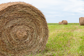 Large round hay bale sits in field after baling. Hay farming, livestock feed, and forage crop production concept.