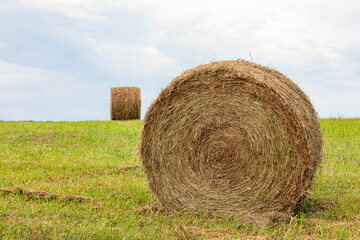 Large round hay bale sits in field after baling. Hay farming, livestock feed, and forage crop production concept.