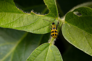Southern Corn Rootworm beetle on soybean leaf. Agriculture pest control, insect damage and farming...